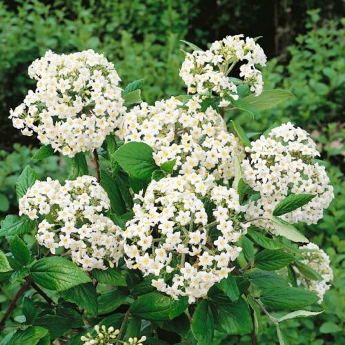 Viburnum burkwoodii