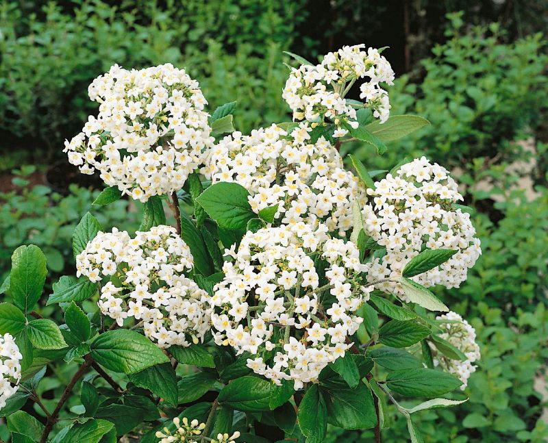 Viburnum burkwoodii