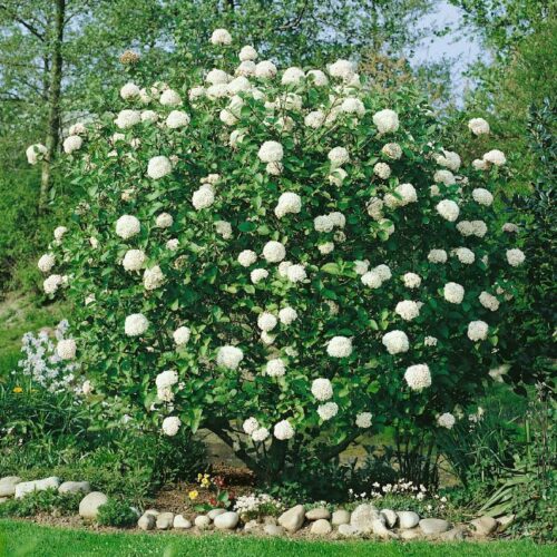 Viburnum carlcephalum
