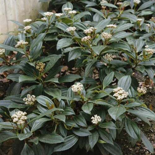 Viburnum davidii