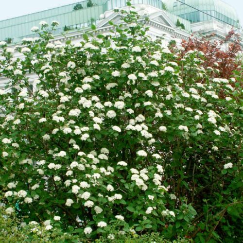Viburnum lantana