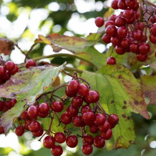 Viburnum opulus