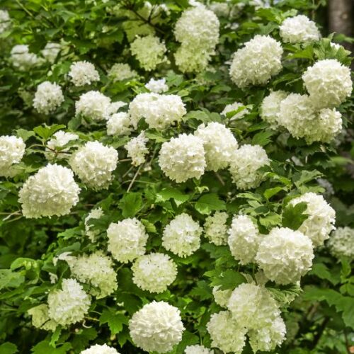 Viburnum opulus Roseum
