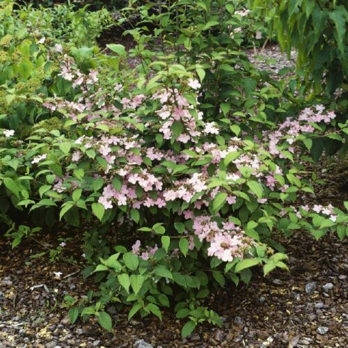 Viburnum plicatum Pink Beauty
