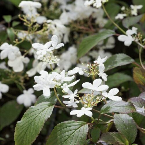 Viburnum plicatum Watanabe