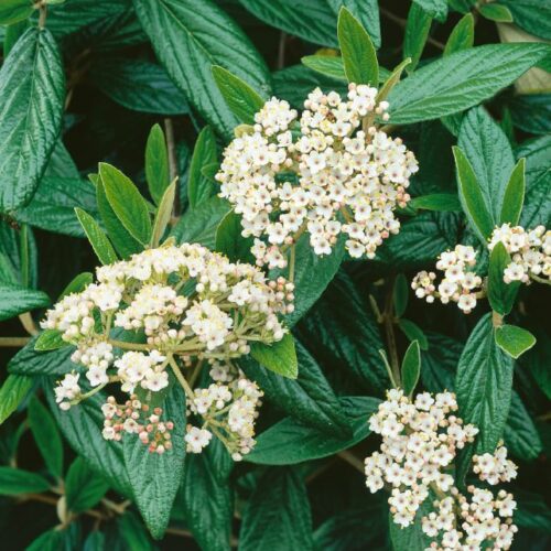 Viburnum pragense