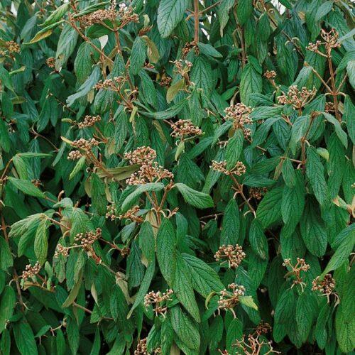Viburnum rhytidophyllum