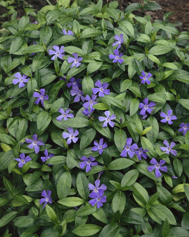 Vinca minor