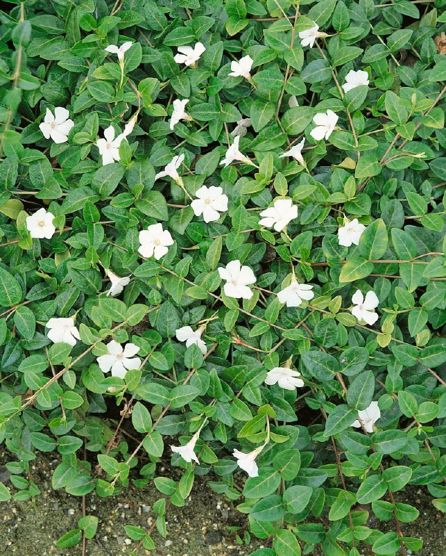 Vinca minor Alba