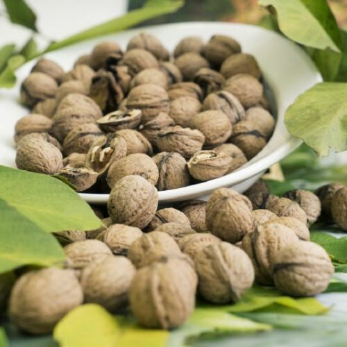 Walnuß Juglans regia
