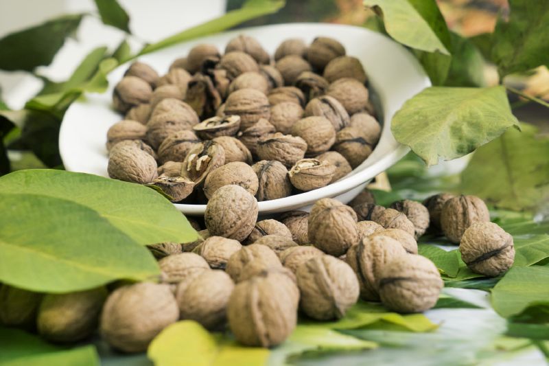 Walnuß Juglans regia