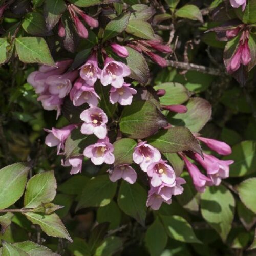 Weigelia florida Purpurea