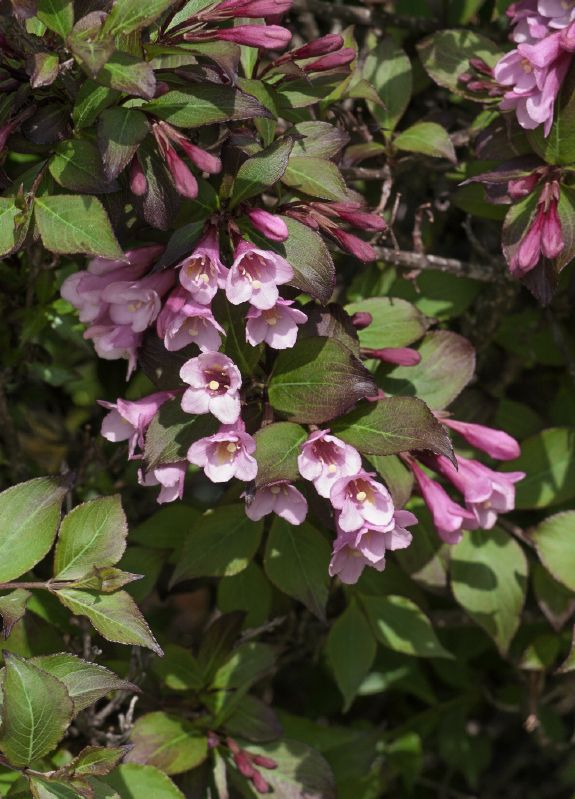 Weigelia florida Purpurea