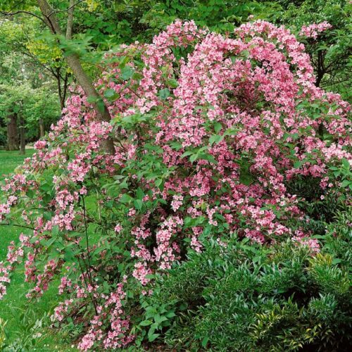 Weigelia hybr. Rosea