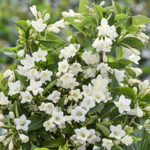 Weigelia Hybr. Candida