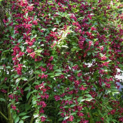 Weigelia Hybr. ROT