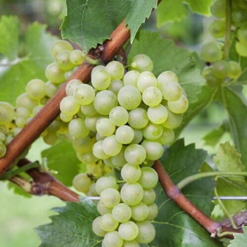 Weinrebe Bianca