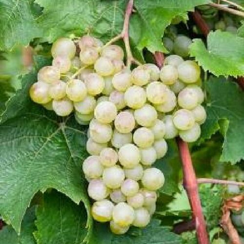 Weinrebe Perle von Zala