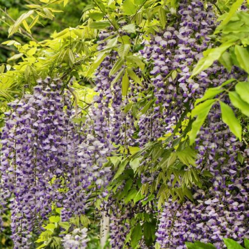 Wisteria sinensis