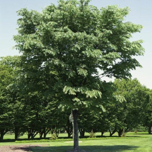 Zelkova serrata, H