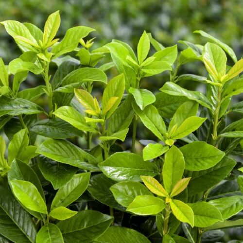 Prunus laurocerasus Novita