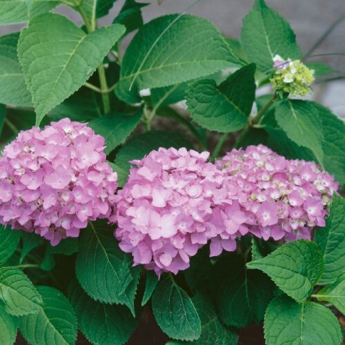 Hydrangea macr. Endless Summer