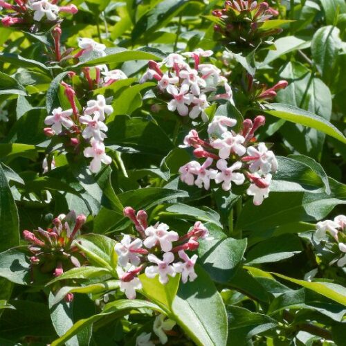 Abelia mosanenis
