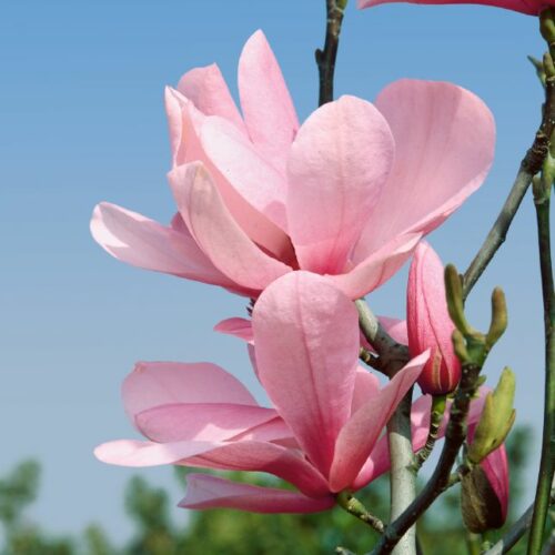 Magnolia Hybride Galaxy