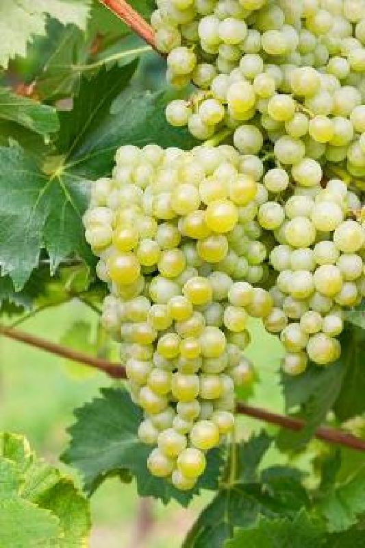 Weinrebe Polo Muscat