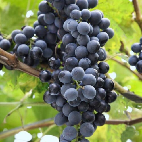 Weinrebe Attika