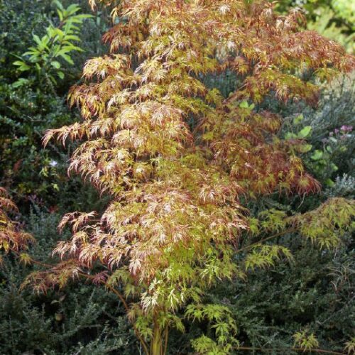 Acer palmatum Seiryu