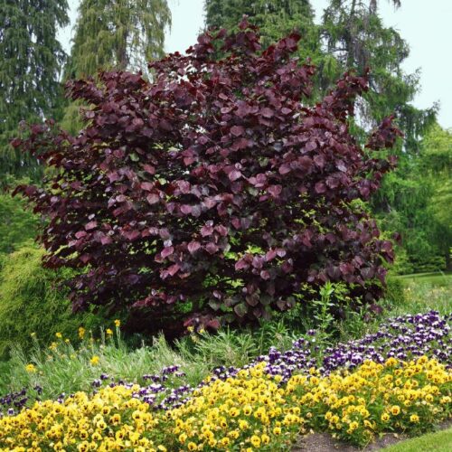 Cercis canadensis Forest Pansy
