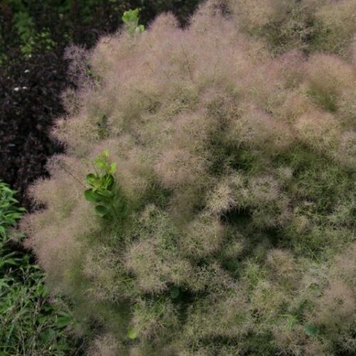 Cotinus coggygria Young Lady