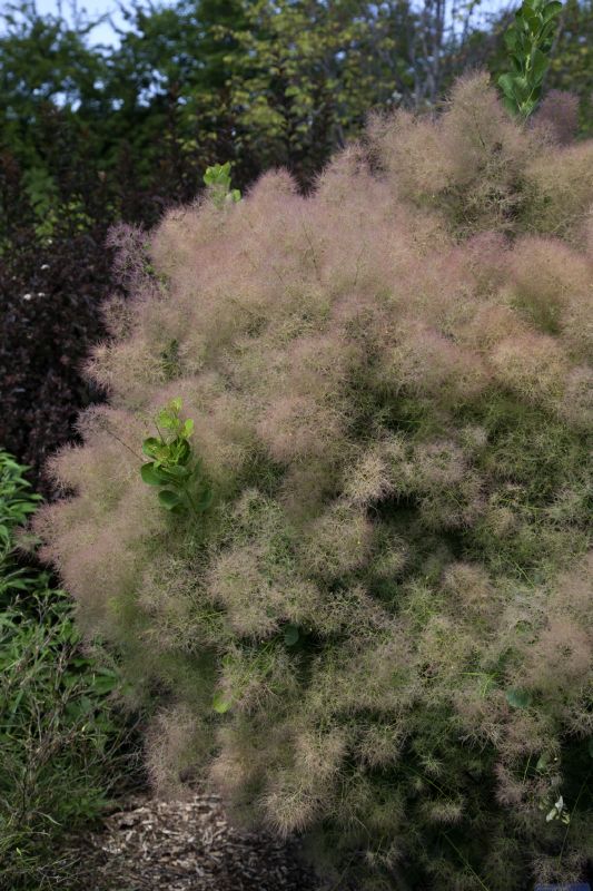 Cotinus coggygria Young Lady