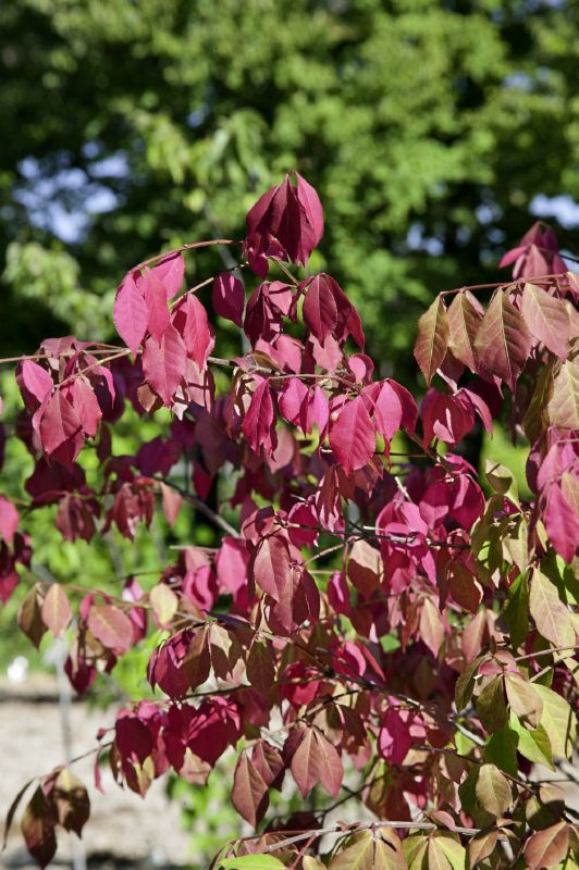 Euonymus alatus Chicago Fire