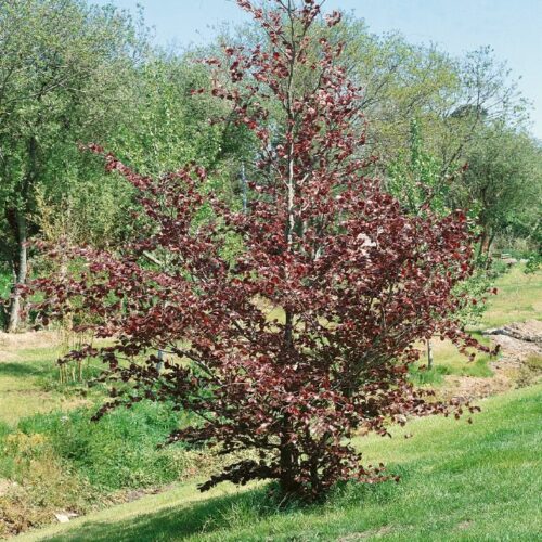 Fagus silvatica Atropurpurea