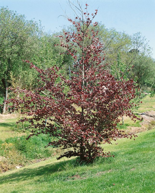Fagus silvatica Atropurpurea