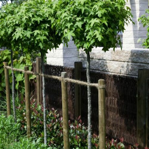 Liquidambar styraciflua Gum Ball, H