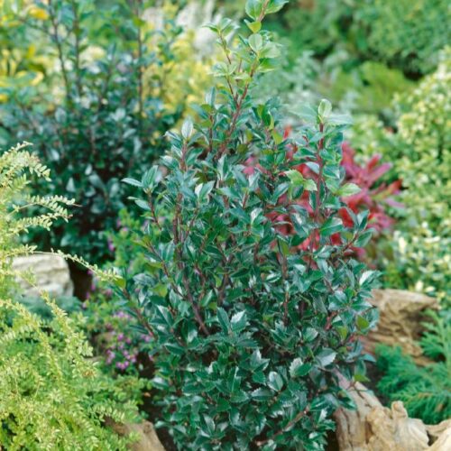 Ilex meserveae Heckenstar