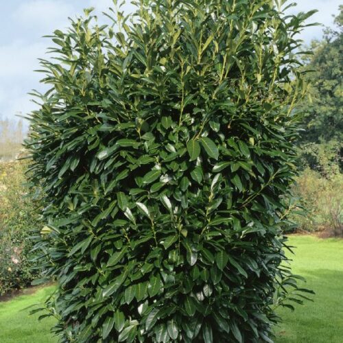 Prunus laurocerasus Genolia