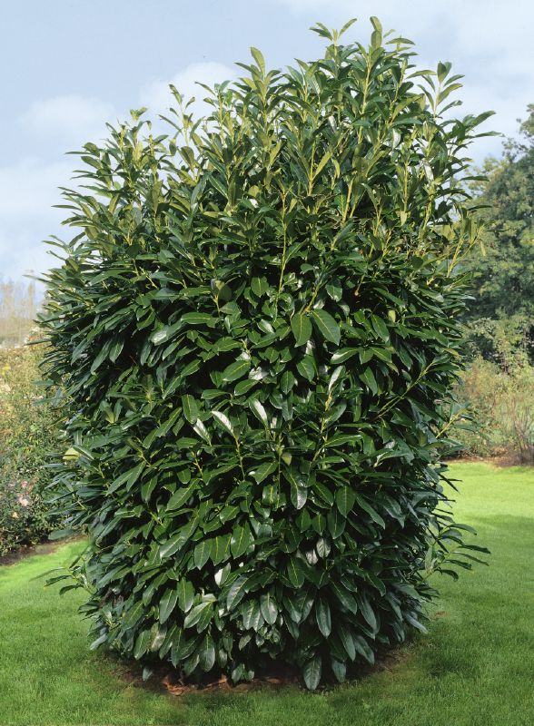 Prunus laurocerasus Genolia