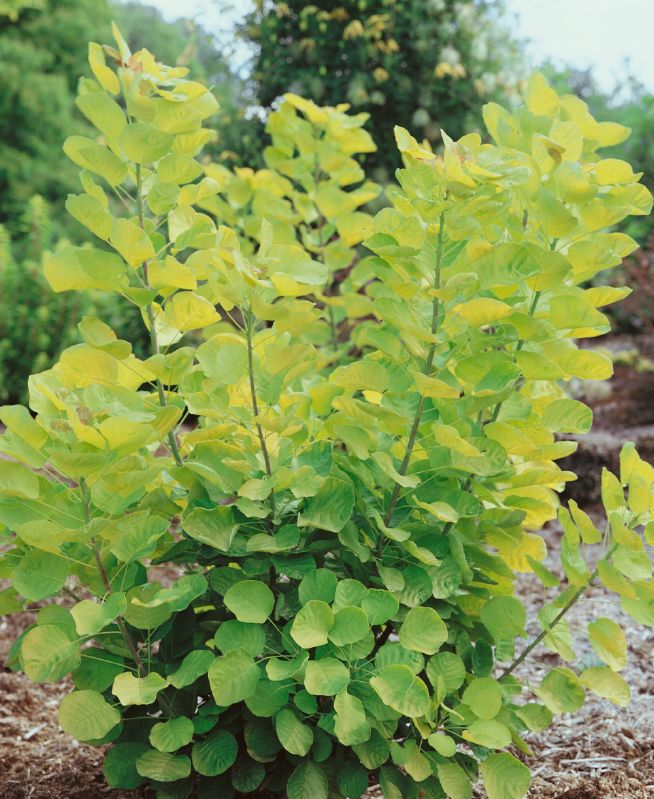 Cotinus coggygria Golden Spirit