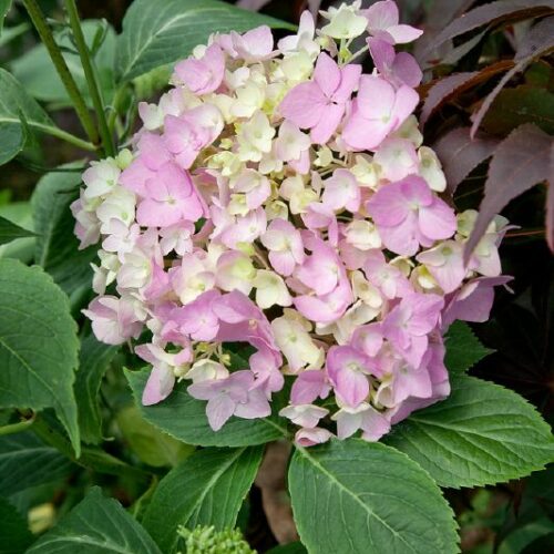 Hydrangea macr. Generale Vicomtesse