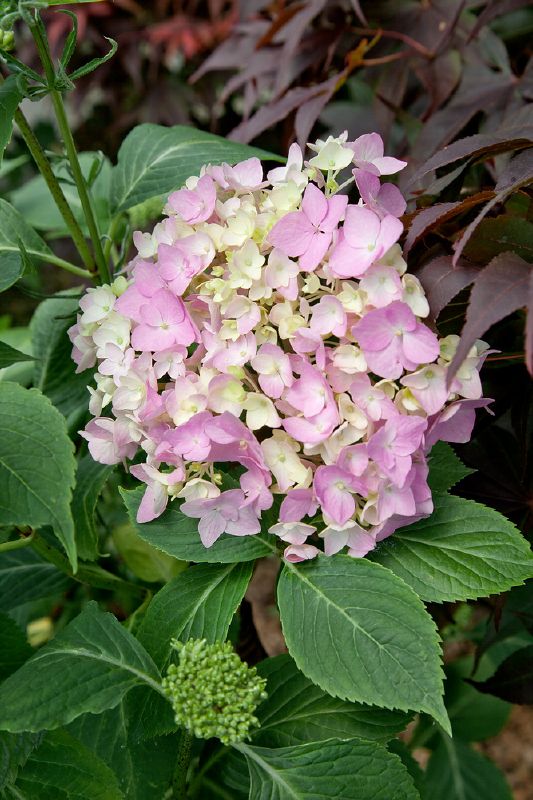 Hydrangea macr. Generale Vicomtesse