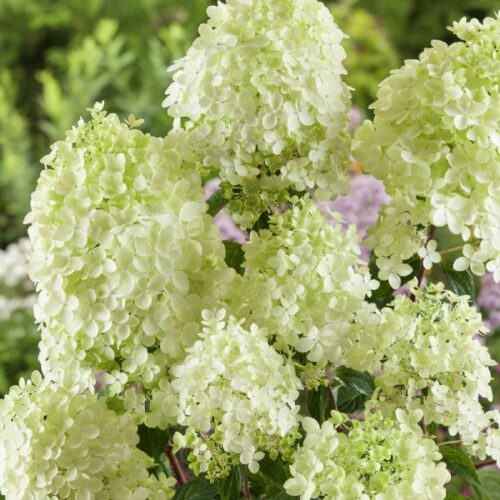 Hydrangea pan. Phantom