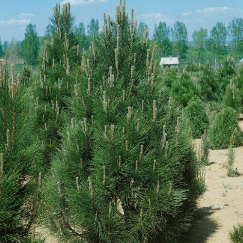 Pinus nigra Pyramidalis