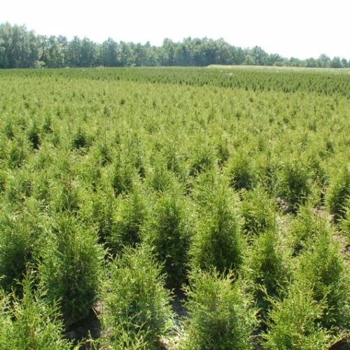 Thuja occidentalis Columna