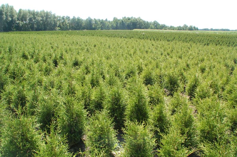 Thuja occidentalis Columna