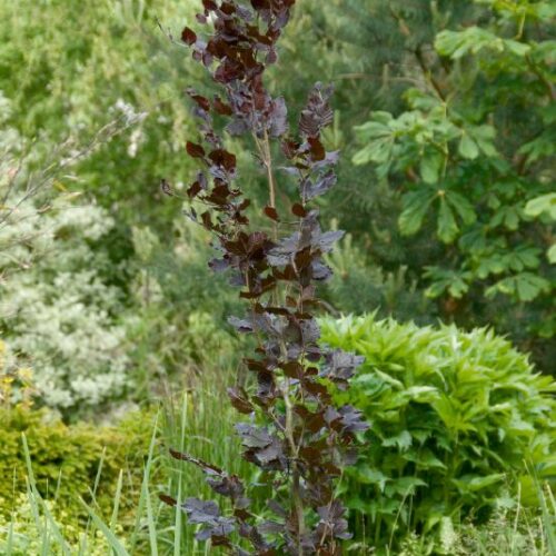 Fagus silvatica Red Obelisk