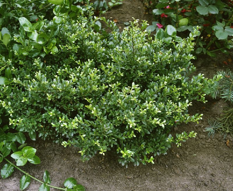 Ilex crenata Stokes